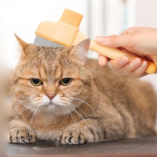 Brosse à chat