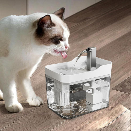 chat blanc buvant eau fontaine a eau chat blanche