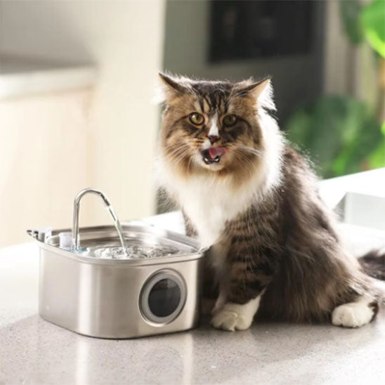 chat proche fontaine a eau pour chat innox