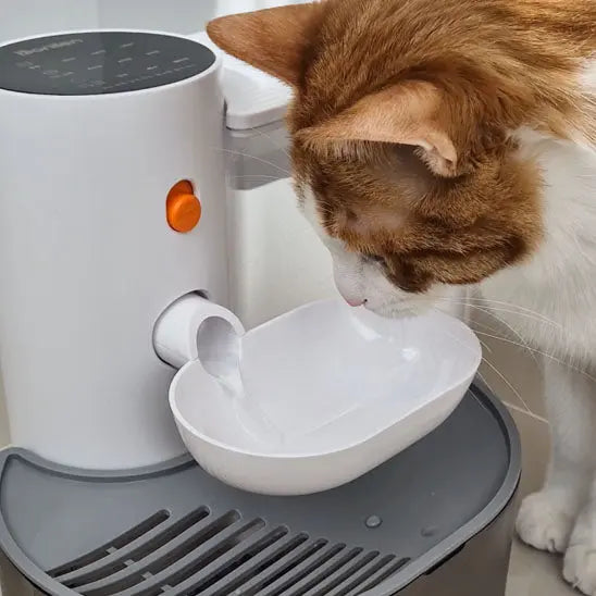 chat gris boit dans fontaine a eau chat automatique