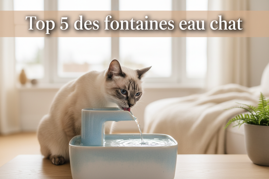 Top 5 des meilleures fontaines eau chat 2026
