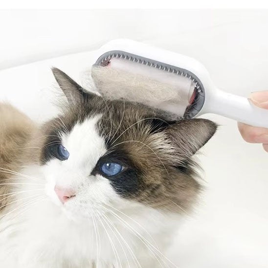 Brosse chat