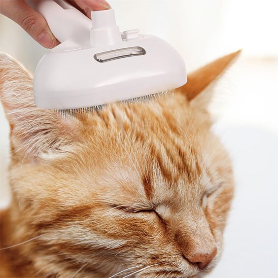 Brosse chat​ blanc