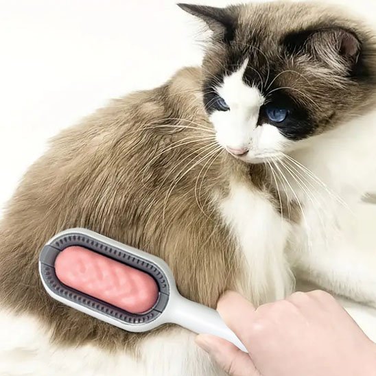 Brosse chat