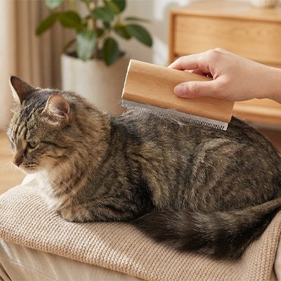 Brosse poil chat​ en bois