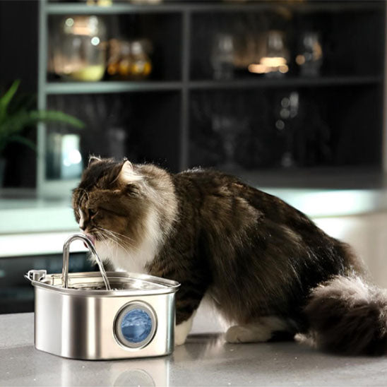 chat  boit eau dans fontaine a eau pour chat innox