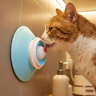 chat leche sur Gamelles anti glouton Chat dans le coin de la chambre