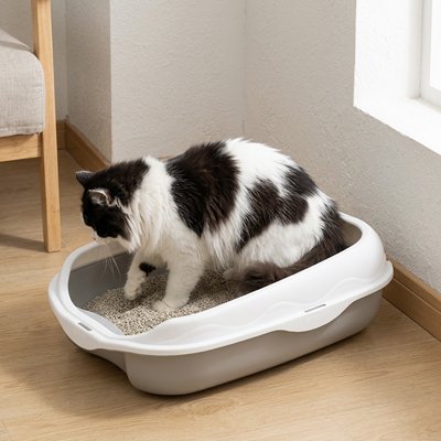 chat noir dans son Bac à litière pour chat