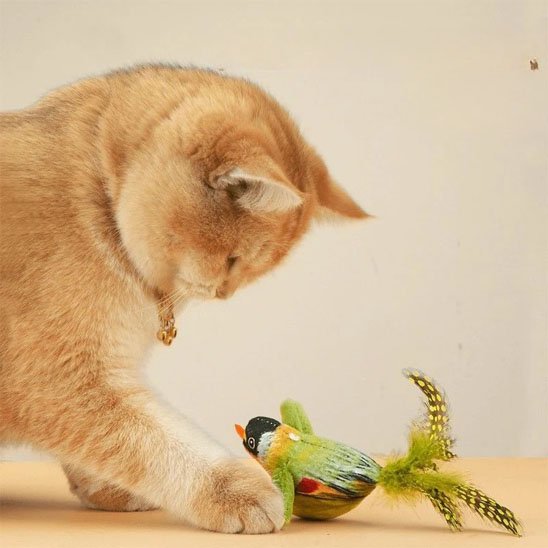 chat qui joue dans Jouet interactif chat