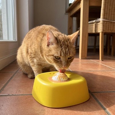 chat qui leche dans une Gamelles anti glouton Chat