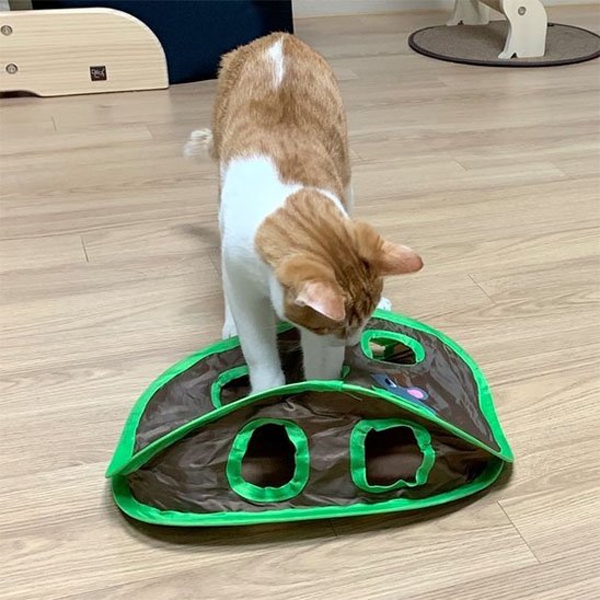 chat qui s'amuse avec jouets pour chat en forme de tapis de jeu avec plusiuers trous