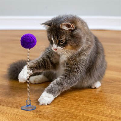 chat qui samuse avec son jouer pour chat mauve