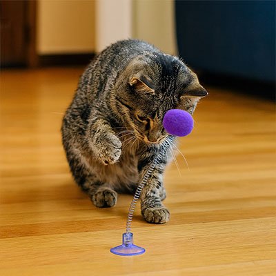 chat qui samuse avec son jouer pour chat
