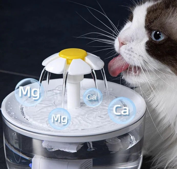 chat boit dans fontaine a eau chat transparent