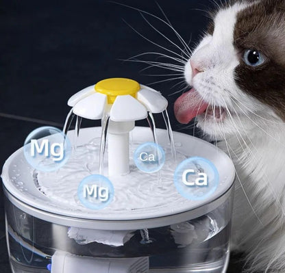 chat boit dans fontaine a eau chat transparent