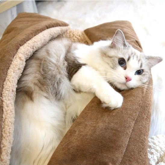 chat couche dans Panier chat