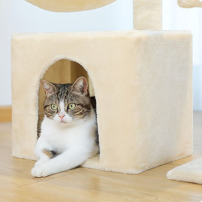 chat dans le Petit arbre a chat​ belge