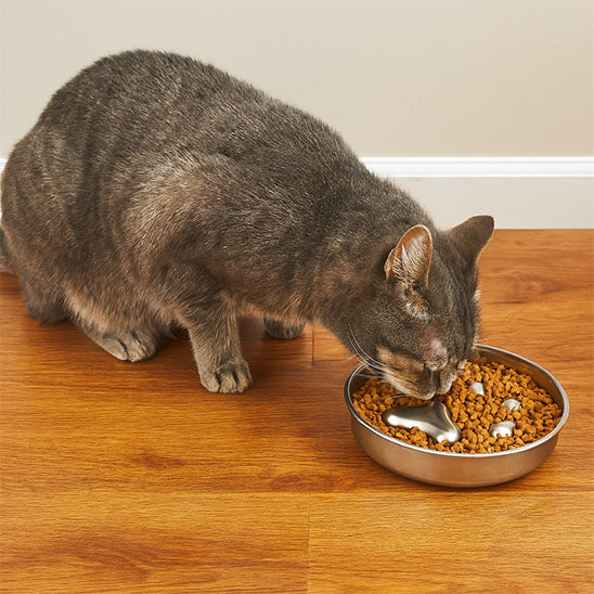 chat mange Gamelle anti glouton chaton