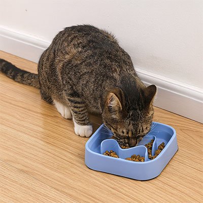 chat mange dans Gamelle anti glouton Chat