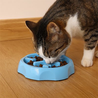 chat mange dans Gamelle anti glouton Chat bleu