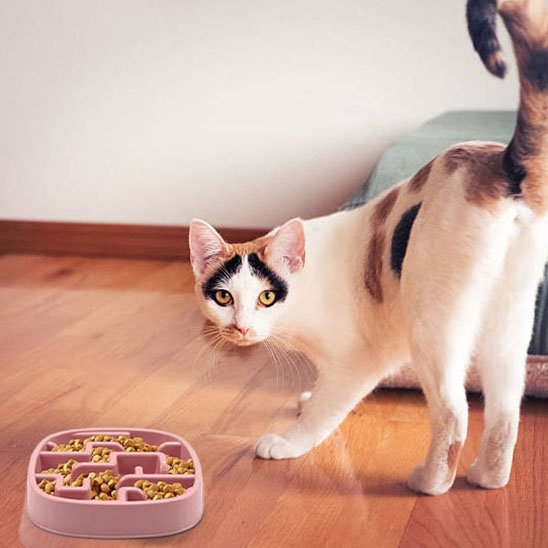 chat mange dans Gamelle anti glouton chat