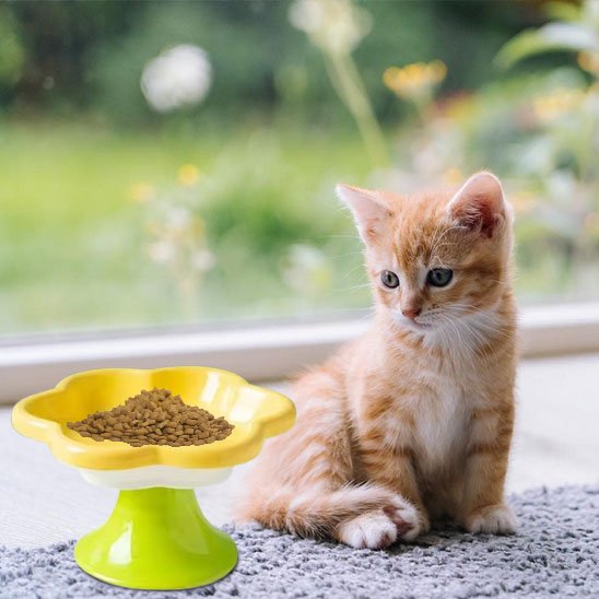 chat mange dans gamelle chat jaune