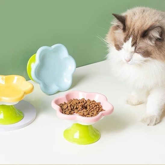 chat mange dans gamelle chat rose