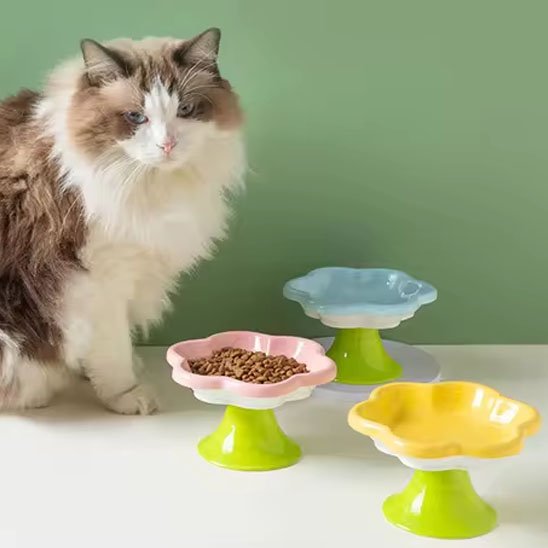 chat mange dans gamelle chat rose et jaune