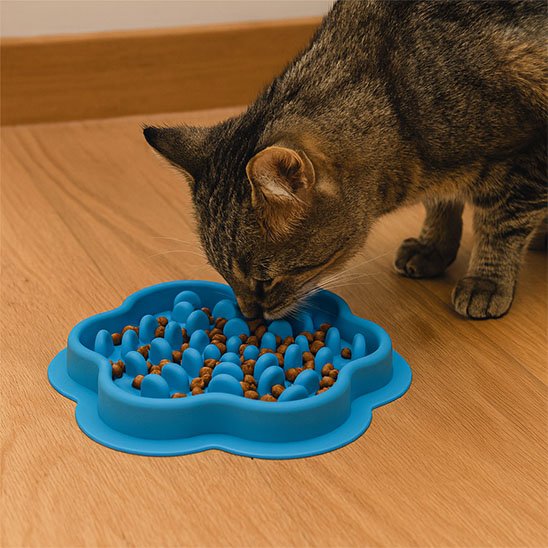 chat noir mange dans gamelle anti glouton Chat