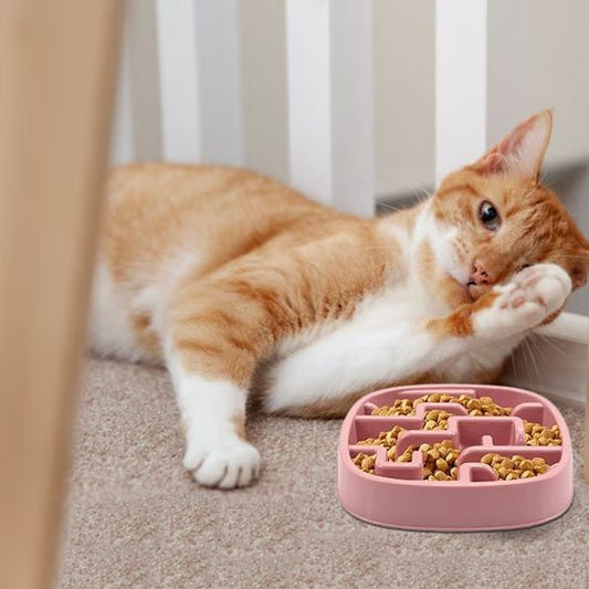 chat se repose a cote gamelle-anti-glouton-chat