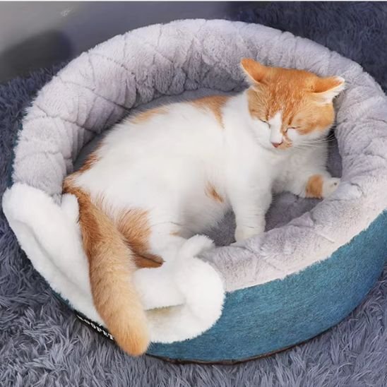 chat se repose dans Panier pour chat