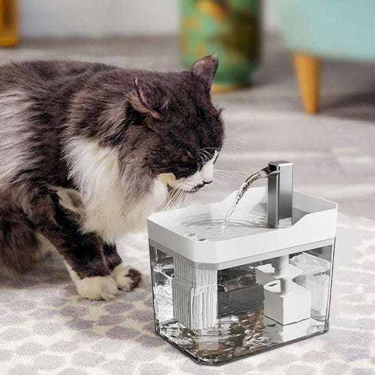 chat noir blanc buvant eau fontaine a eau chat blanche