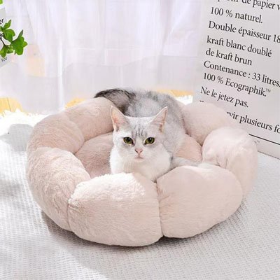 Chat couché sur coussin pour chat crème