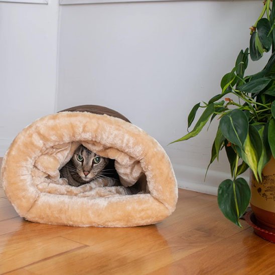 Coussin a chat