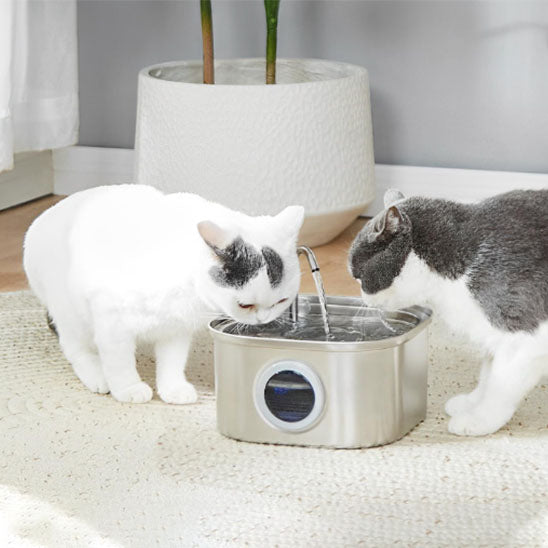 deux chats buvant eau dans fontaine a eau pour chat