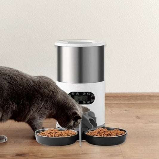 chat gris mange distributeur automatique croquettes chat 