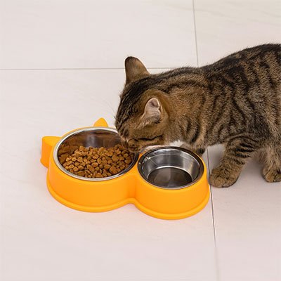 chat mange dans gamelle pour chat