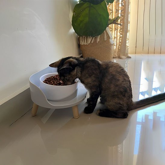 gamelle chat double bols