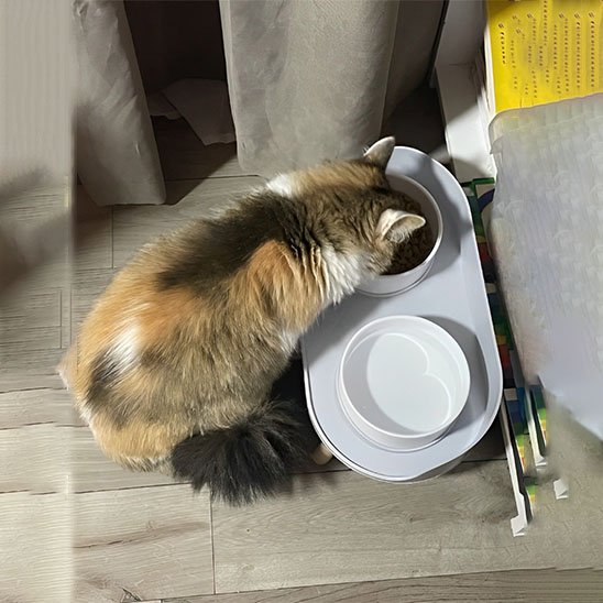 gamelle chat double bols blanche