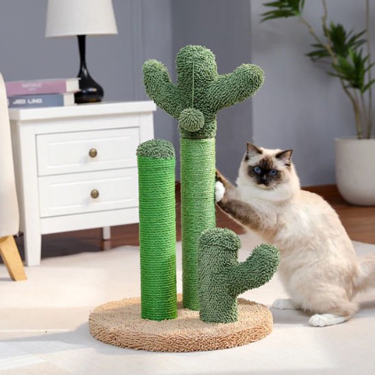 Griffoir chat cactus