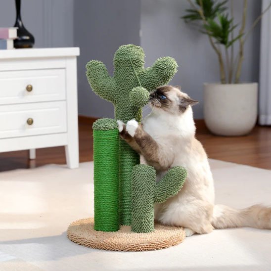 Griffoir chat cactus