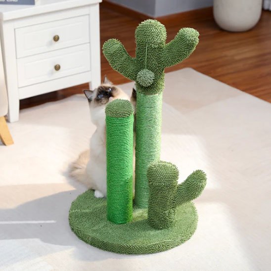 Griffoir chat cactus
